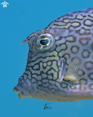 A Acanthostracion poligonius | Honeycomb Cowfish