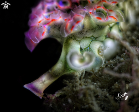 Lettuce sea slug 
