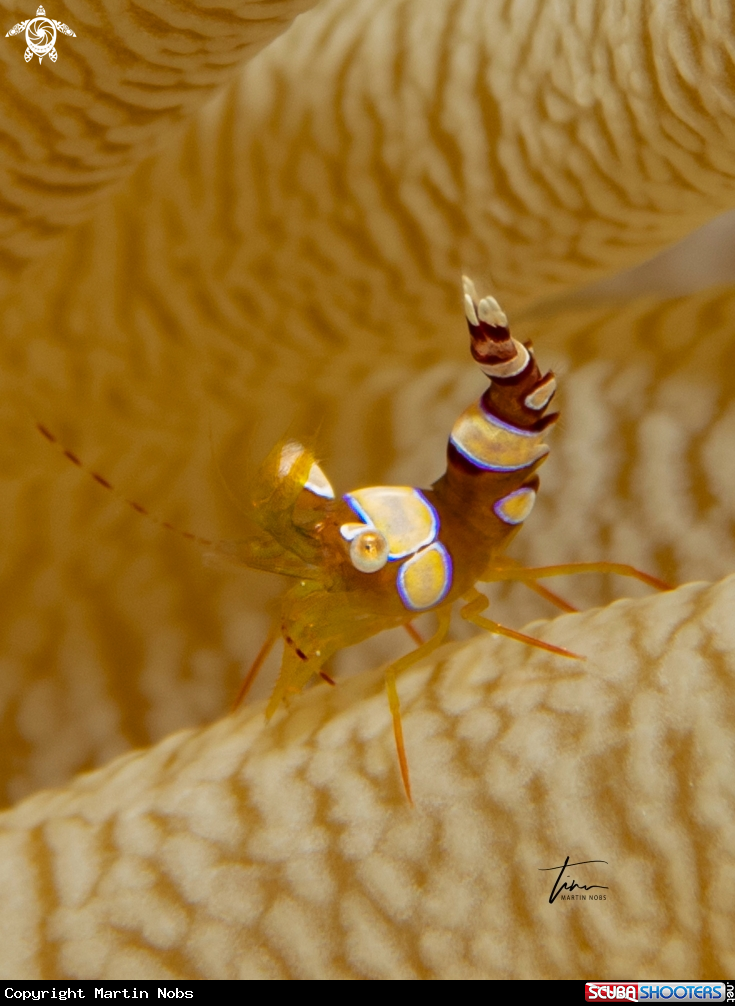 A Squat shrimp