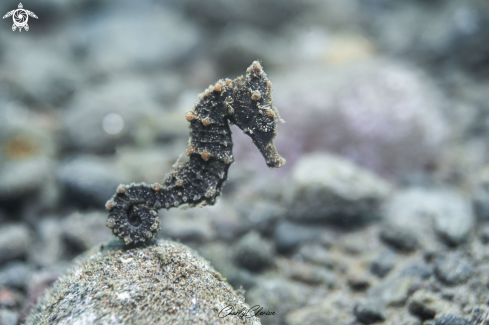A Hippocampus kuda | Common Seahorse