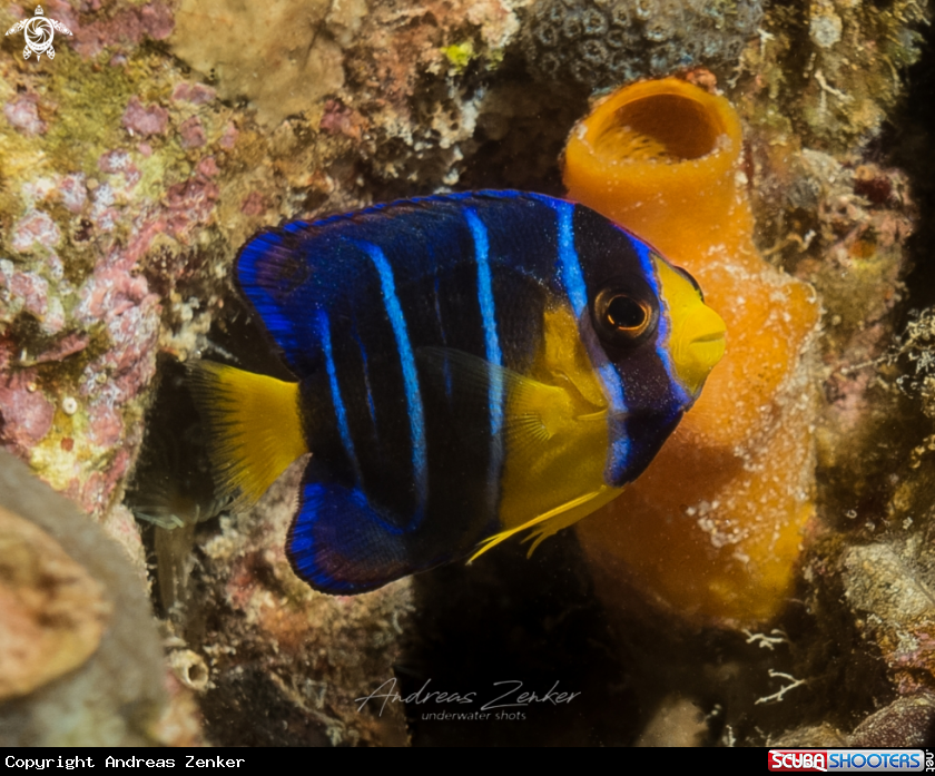 A Blue Angelfish juvenile