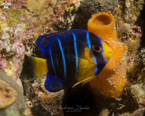 A Blue Angelfish juvenile