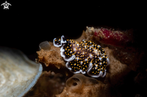 A Acanthozoon sp. | Marine Flatworm