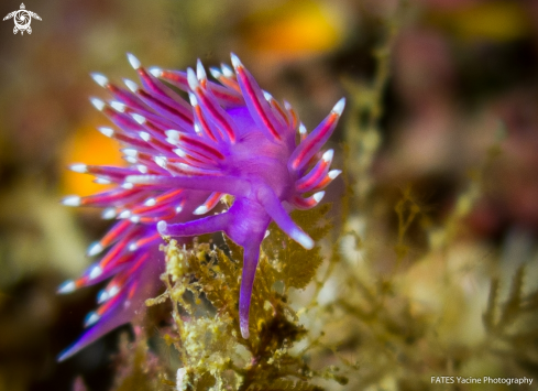 A Flabellina affinis | (Gmelin, 1791) | Flabellina