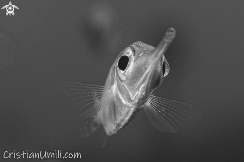 A Mediterranean trumpet fish