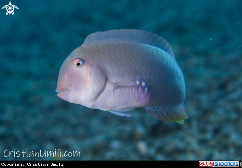 A scallop fish