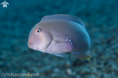 A scallop fish