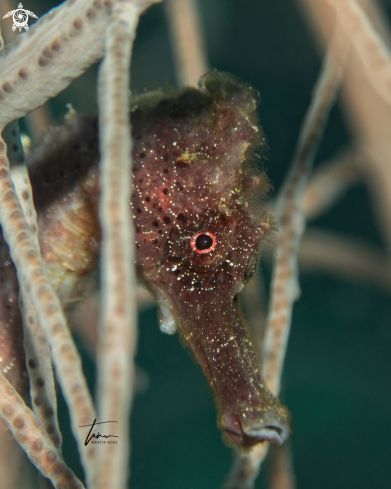 A Hippocampus reidi | Seahorse