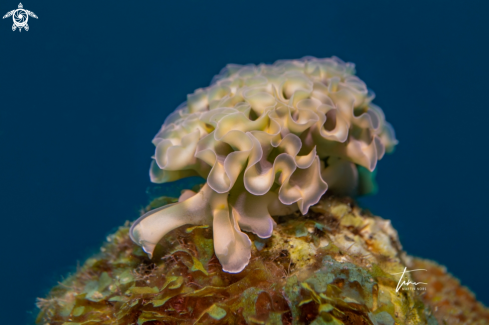 A Elysia crispata | Lettuce Seaslug