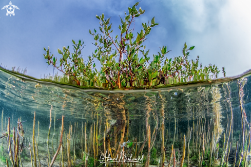 A Mangrove