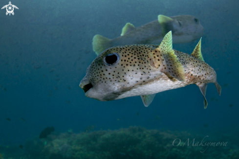 A Porcupine pufferfish (Diodon hystrix)