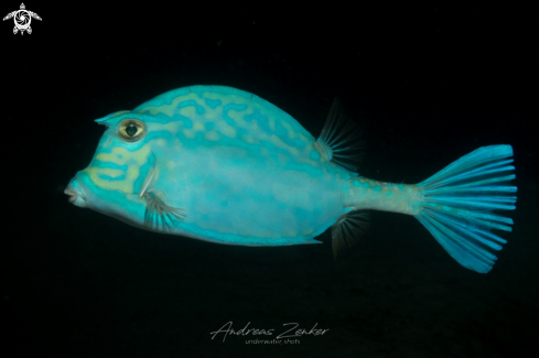 A Acanthostracion quadricornis | Scrawled Cowfish