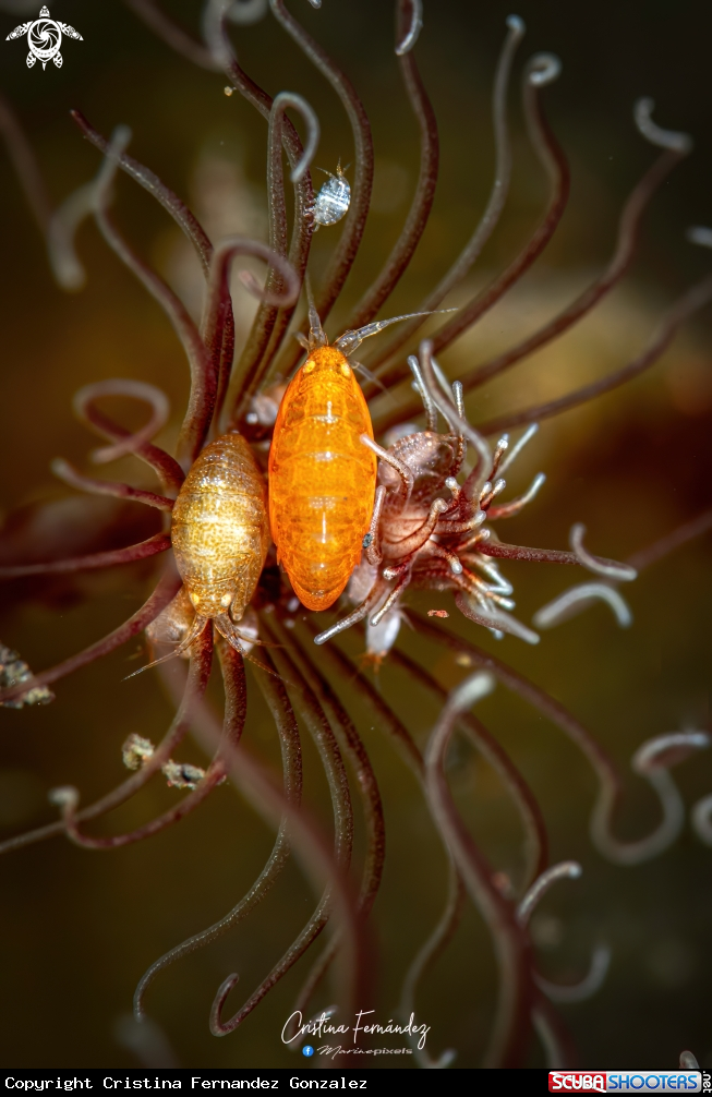 A Lady bugs