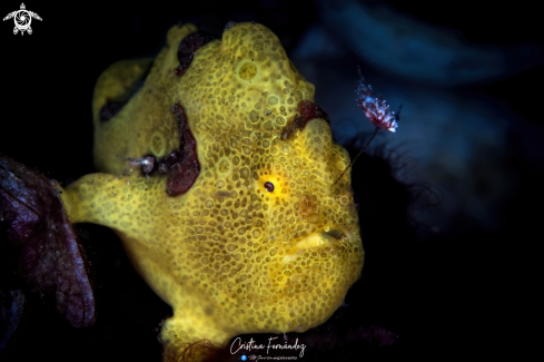 A Warty frogfish