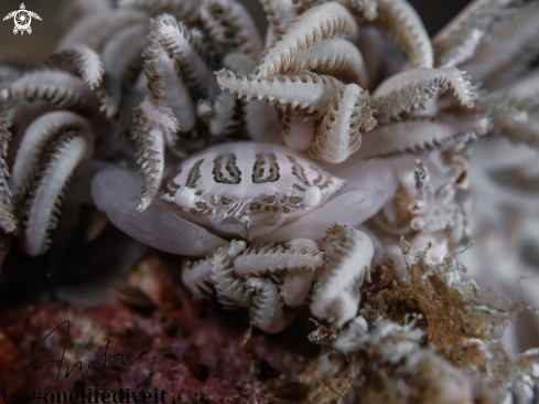 A Xenia swiming crab