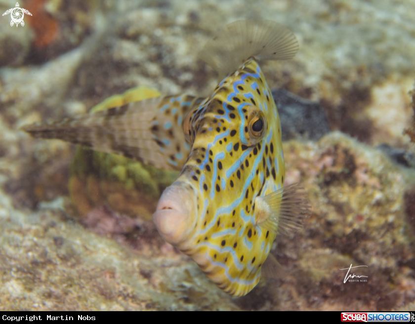 A Scribbled Filefish