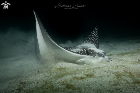 A Spotted eagle ray