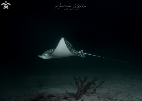 A Spotted eagle ray