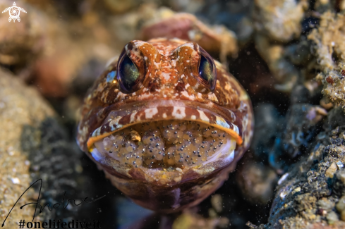 A Jaw fish