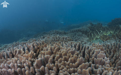 A softcoral