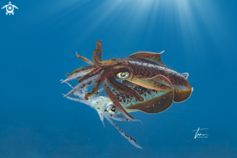 A Sepioteuthis sepioidea | Caribbean Reef Squid