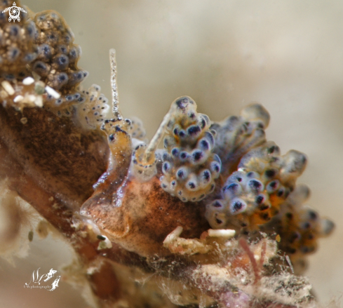 A Doto sp. sea slug 
