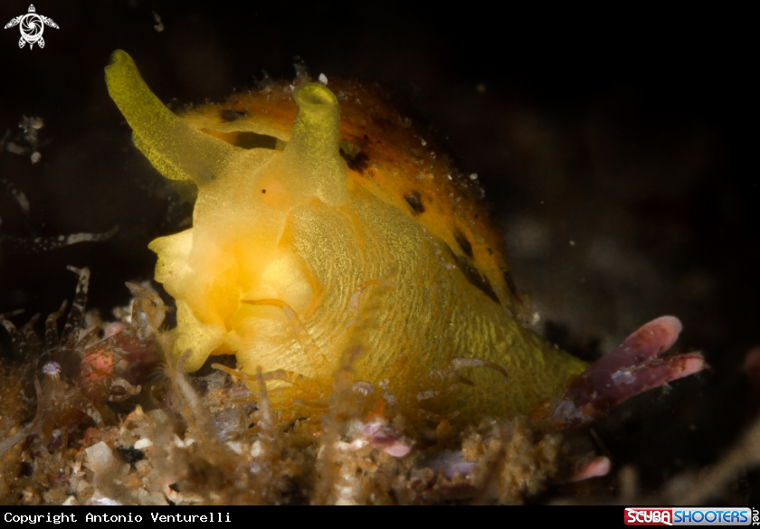 A Tylodina gialla nudibranch