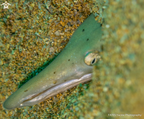 A Ophirusus serpens | serpenton à long nez 