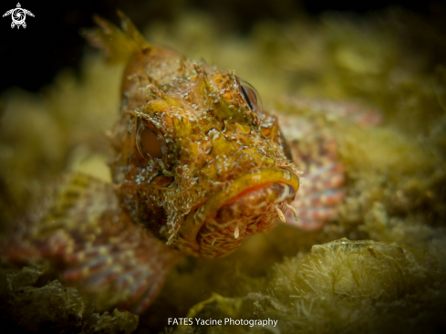 A Scorpaena porcus | Linnaeus, 1758 | scorpion fish