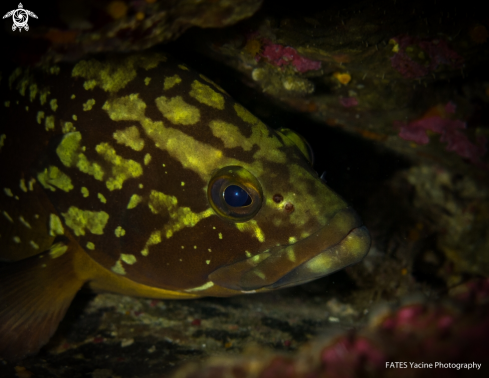 A Epinephelus marginatus | (Lowe, 1834) | Grouper