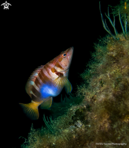 A Serranus