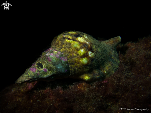 A Charonia tritonis | (Linnaeus, 1758) | TRITON GÉANT