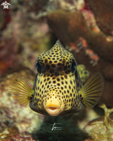 A Lactophrys bicaudalis | Spotted Trunkfish