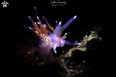 A Flabellina affinis | Nudibranch