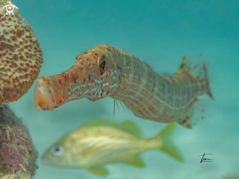 A Trumpetfish