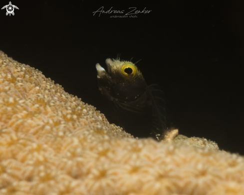 A Acanthemblemaria spinosa | Spinyhead Blenny