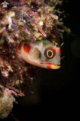 Tube blenny