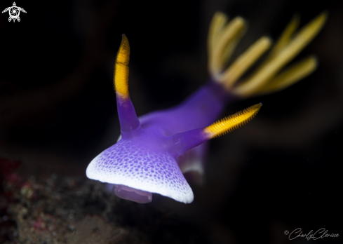 A Hypselodoris apolegma | Hypselodoris apolegma