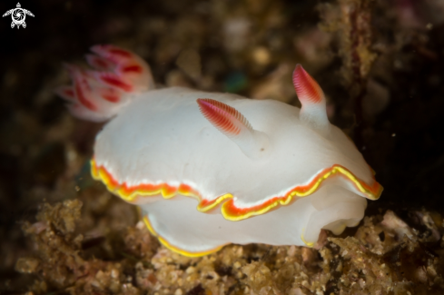 A Doriprismatica sedna nudibranch