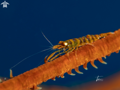 A Pseudopontonides principis | Wirecoral Shrimp
