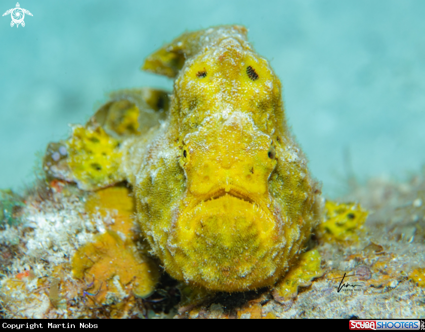 A Longlure Frogfish