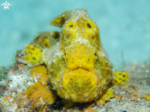 Longlure Frogfish