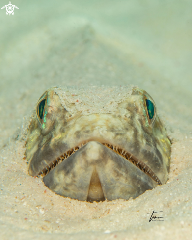 A Sanddiver