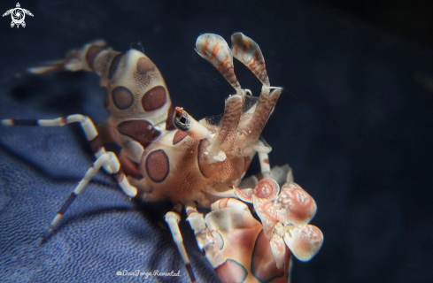 Haelquin Shrimp