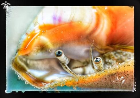 A strombus gigas | Queen conch 