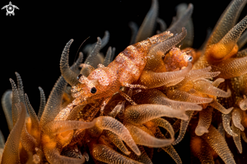 A Dasycaris zanzibarica | Whip coral shrimp
