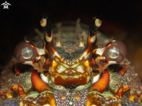 A Panulirus argus | Caribbean Spiny Lobster