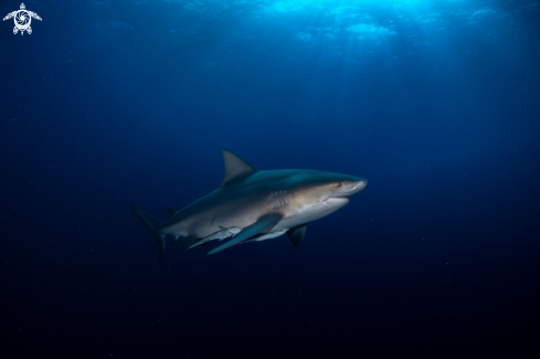 A bull shark