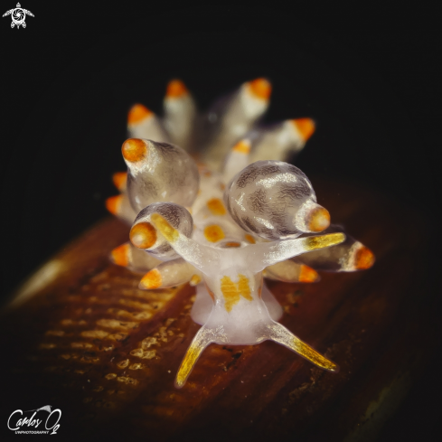 A amphorina andra | Nudibranch