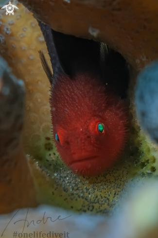 A Red head goby